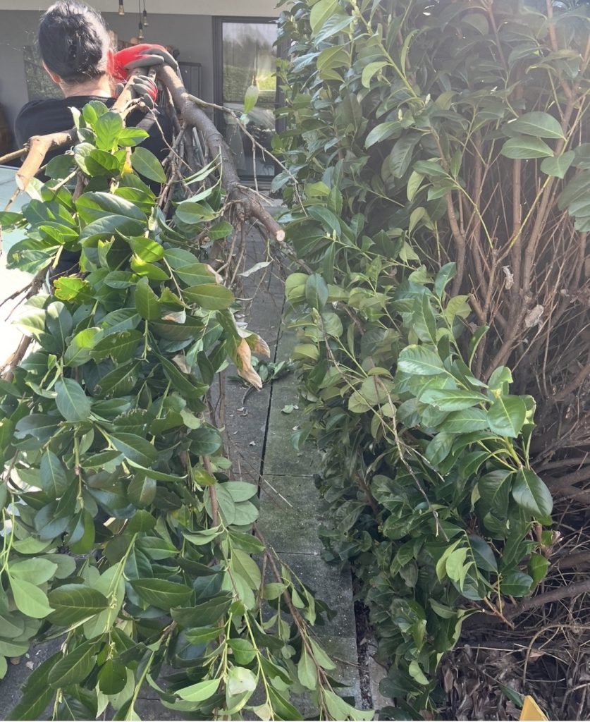 Grund und Goartn, ein Blick über meine Schultern Grund und Goartn, Gartenpflege, Heckenschnitt, Heckenrodung